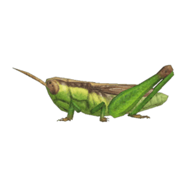 Rice Grasshopper