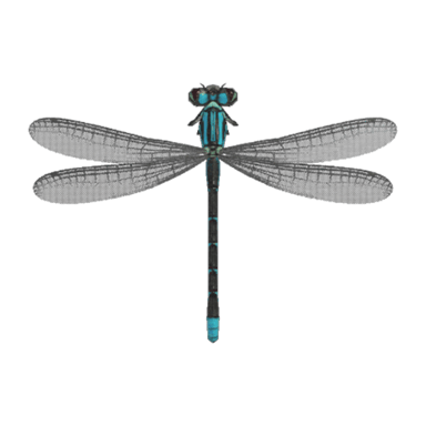 Damselfly