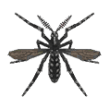 Mosquito