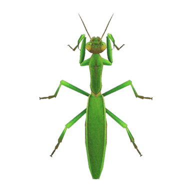Mantis