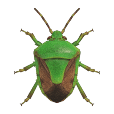 Stinkbug