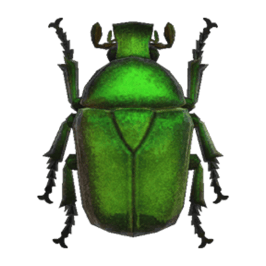 Drone Beetle