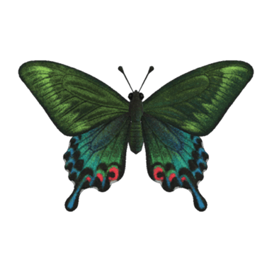Peacock Butterfly