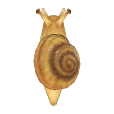 Snail