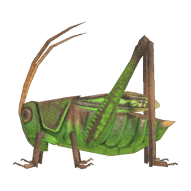 Grasshopper