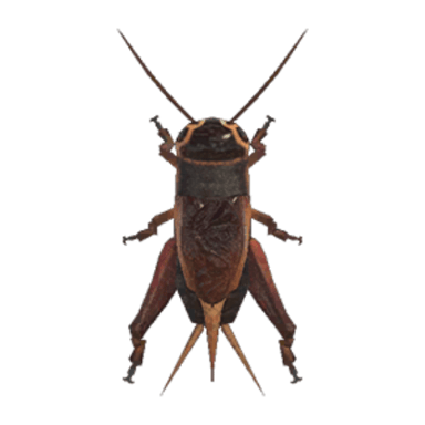 Cricket