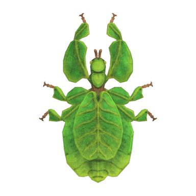 Walking Leaf