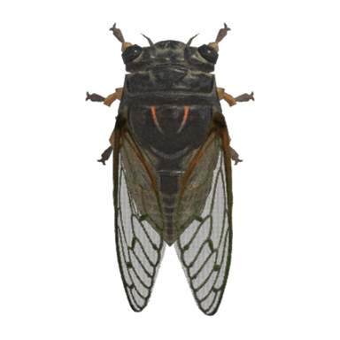 Giant Cicada