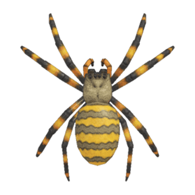Spider