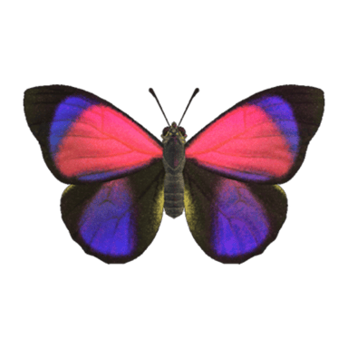 Agrias Butterfly