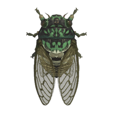 Robust Cicada