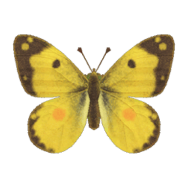 Yellow Butterfly