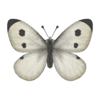 Common Butterfly