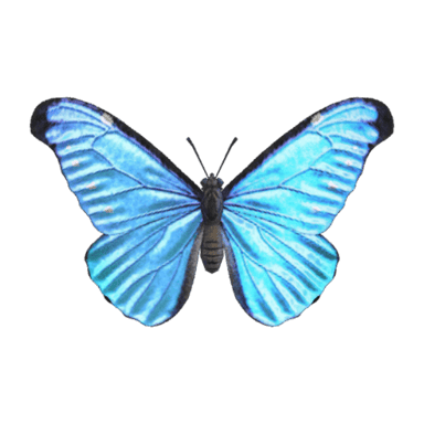 Emperor Butterfly