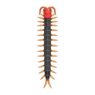 Centipede