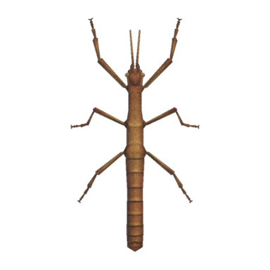 Walking Stick
