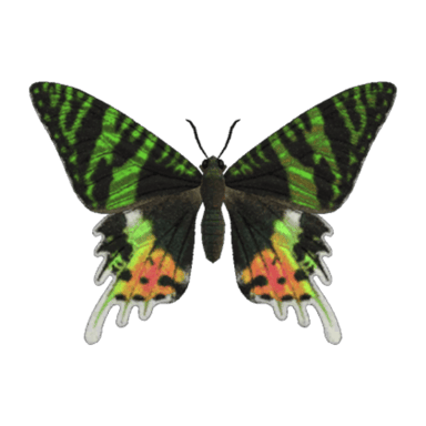 Madagascan Sunset Moth