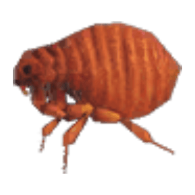 Flea