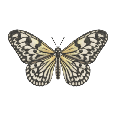 Paper Kite Butterfly