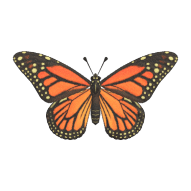Monarch Butterfly
