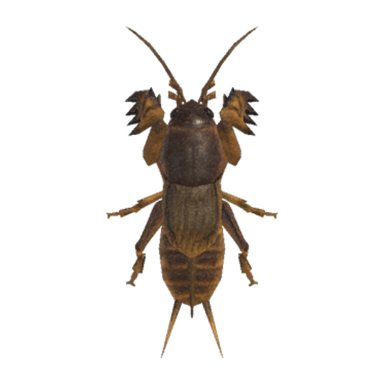 Mole Cricket