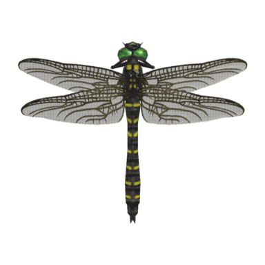 Banded Dragonfly