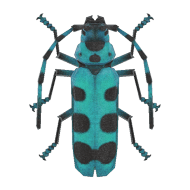 Rosalia Batesi Beetle