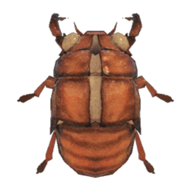 Cicada Shell