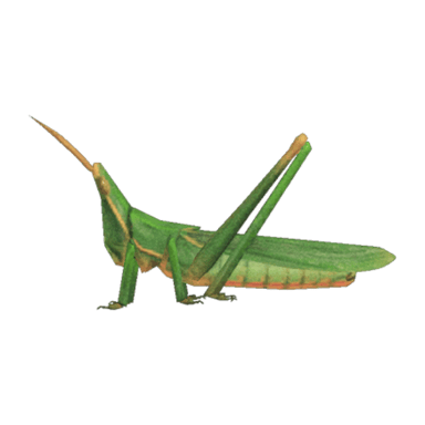 Long Locust