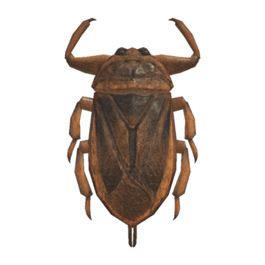 Giant Water Bug