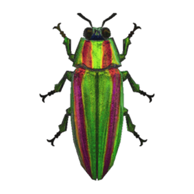 Jewel Beetle