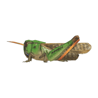 Migratory Locust