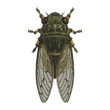 Walker Cicada