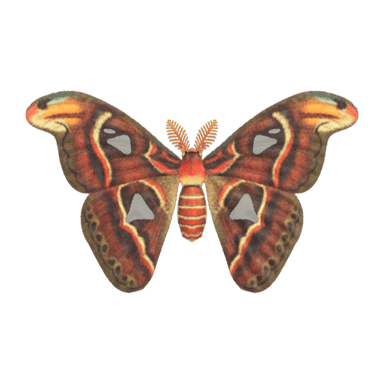 Atlas Moth