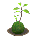 Moss Ball Product Image