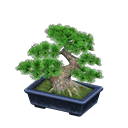 Pine Bonsai Tree Product Image