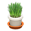 Cat Grass Product Image