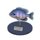 Bluegill Model Product Image