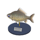 Crucian Carp Model Product Image