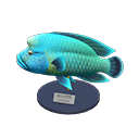 Napoleonfish Model Product Image