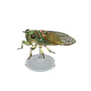 Evening Cicada Model Product Image