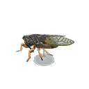Giant Cicada Model Product Image
