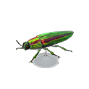 Jewel Beetle Model Product Image