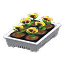 Potted Starter Plants Product Image