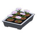 Potted Starter Plants Product Image