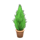 Cypress Plant Product Image