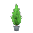 Cypress Plant Product Image