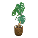 Monstera Product Image