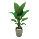 Bird-Of-Paradise Product Image