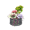 Succulent Plant Product Image